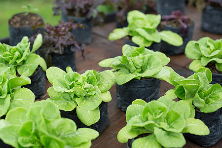 雨雾使新鲜蔬菜叶子生菜作物沙拉植物 水培蔬菜叶子种植在花园里图片