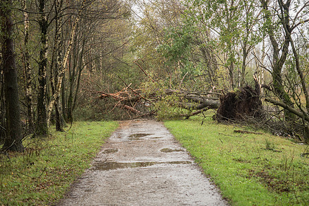 暴风雨过后断了树财产大根树干保险森林大树木头情况飓风公园图片