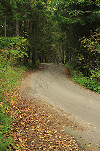 森林道路沿风而行的距离图片