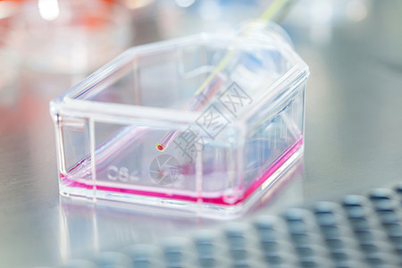 实验室无菌头罩下的细胞培养瓶细菌学兜帽内阁吸管科学家流动移液遗传学化验安全图片