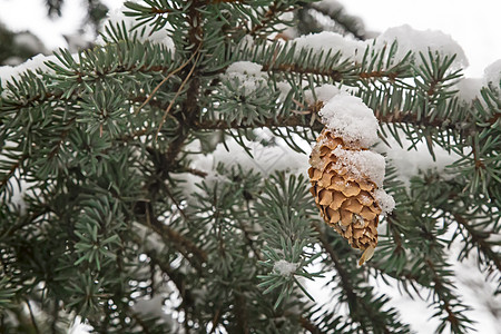 Spruce 树枝覆盖着积雪 引用图片季节假期松果松树绿色常年季节性白色团体云杉图片