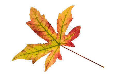 琥珀树的叶子琥珀色植物毛皮白色染色红色黄色松树宏观鳄鱼图片