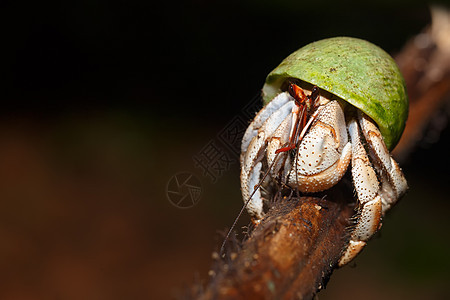 带绿蜗牛壳的埃米特螃蟹马达加斯加旅行贝壳海洋情调土地眼睛陆路甲壳螃蟹森林图片