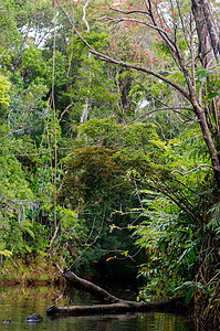 Masoala 国家公园景观 马达加斯加森林热带支撑旅游天堂公园太阳海岸旅行岩石图片