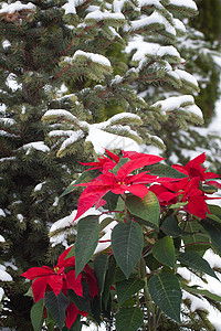 波因内提亚花朵 雪地的圣诞树背景装饰叶子边界风格花盆季节植物群植物假期星星图片
