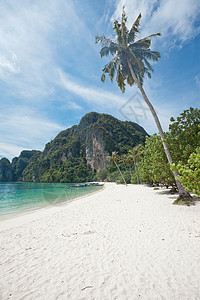 海滩泰国棕榈树图片