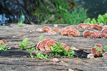在木材木上近距离拍摄蘑菇侧耳菌类毒菌雨林橙子荒野季节木头叶子团体图片
