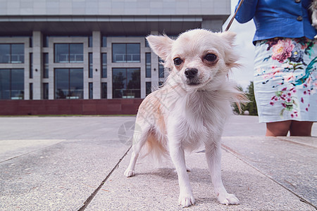 在城市中行走的Chihuahua食肉女孩街道女士微笑长发家畜宠物朋友眼睛图片