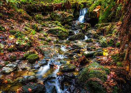 秋天的瀑布溪流叶子公园环境森林岩石木头场景旅行运动图片