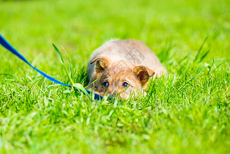 藏在草原上的绿草地上的小棕色嬉皮小狗动物婴儿朋友犬类玩具场地宠物哺乳动物友谊公园图片