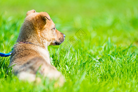小狗在草坪上 躺在多汁的青绿草地里图片