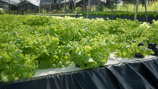 水分绿色绿橡皮生料生长食物生产植物蔬菜橡木水培叶子沙拉农场图片