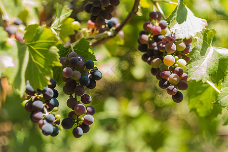 一群黑葡萄食物农业藤蔓叶子收获水果植物宏观农民浆果图片