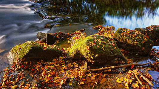 秋季颜色及时性暂时性游泳季节环境栖息地植物群生境流动叶子图片