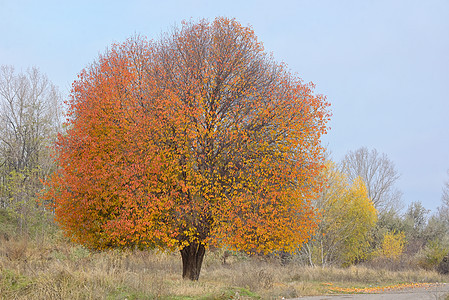 孤樱桃树日落植物阳光叶子环境土地农村仙境冒险假期图片