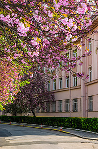 Uzhgorod市街上的樱花花图片