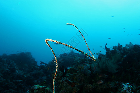 加勒比海海域水下潜水活动深海海底潜水团体海景游泳珊瑚荒野生活海洋热带风景野生动物图片