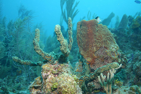 加勒比海海域水下潜水活动深海海底潜水生活野生动物热带荒野活力水族馆盐水游泳海洋蓝色图片