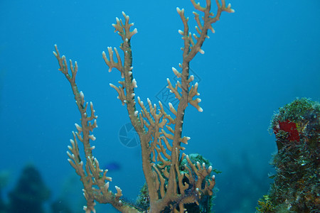 加勒比海海域水下潜水活动深海海底潜水团体风景荒野珊瑚海景活力水族馆野生动物海洋生活图片