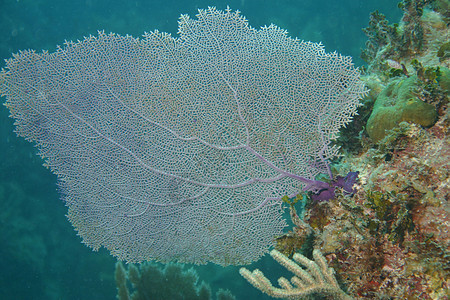 加勒比海海域水下潜水活动深海海底潜水海景盐水生活海洋荒野野生动物游泳热带珊瑚团体图片