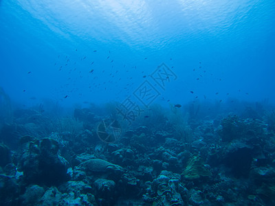 加勒比海海域水下潜水活动深海海底潜水盐水蓝色风景热带红色水族馆生活海景荒野活力图片