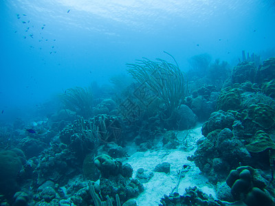 深海海域加勒比海海域水下潜水活动深海海底潜水生活活力场景海洋荒野团体珊瑚盐水水族馆野生动物背景