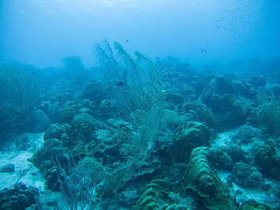 深海海域加勒比海海域水下潜水活动深海海底潜水水族馆珊瑚团体场景游泳盐水红色热带活力蓝色背景
