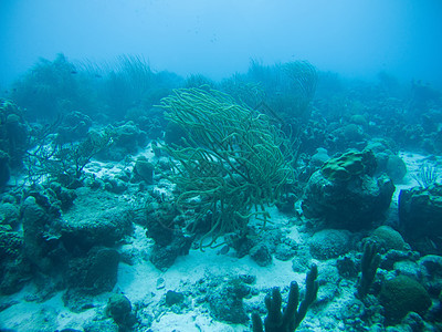 加勒比海海域水下潜水活动深海海底潜水红色荒野海洋蓝色团体盐水珊瑚水族馆热带野生动物图片