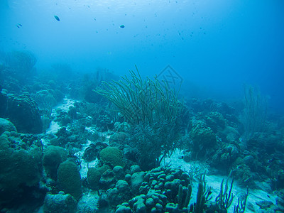 加勒比海海域水下潜水活动深海海底潜水海洋野生动物活力热带风景盐水生活荒野红色游泳图片