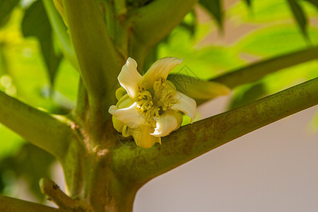 在花园的树上放木瓜花饮食水果蔬菜食物植物学植物热带花朵叶子农场图片