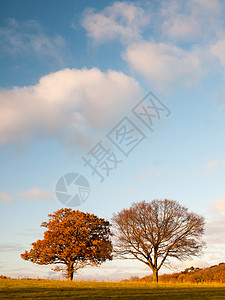 两棵大树空空草地 乡村树木 蓝云地平线公园农村国家树叶土地场地森林天空环境图片