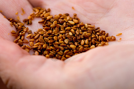 手上有百谷的种子宏观白色小麦团体营养粮食饮食向日葵谷物亚麻图片