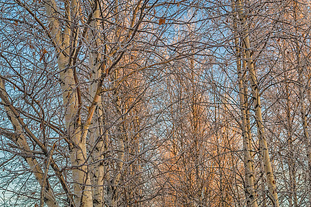 天空背景下满有雪的树框架假期松树卡片艺术蓝色季节庆典森林海报图片