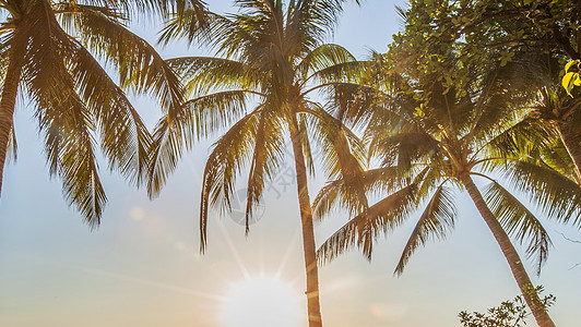 热带日出 棕榈树图片