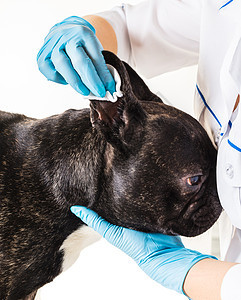 法国斗牛犬打扫耳朵女性动物黑色医生医疗斗牛犬宠物哺乳动物犬类医师图片