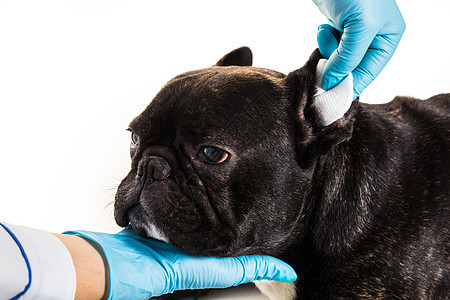 法国斗牛犬打扫耳朵考试医疗斗牛犬哺乳动物宠物动物女性医师黑色检查图片