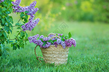 女人手中的丁香花 丁香开花 丁香布什绽放 花园里的丁香花 软焦点刷子杯子边界植物女性紫丁香紫色篮子季节女士图片