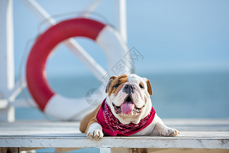 英国斗牛犬可爱的小狗 脸上有滑稽的脸 脖子上有红色的头巾 靠近救生圈的圆形漂浮物爪子宠物快乐鼻子忠诚棕榈动物生活夹克友谊图片