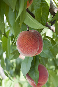 开桃桃生产花园树叶果园农场植物食物营养水果农业图片