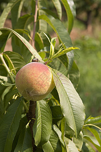 开桃桃收成李子橙子营养叶子生产木头花园植物季节图片