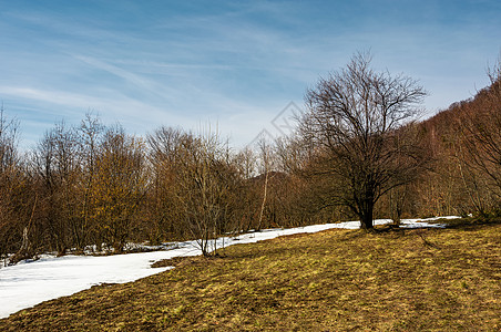 春天即将到来雪山爬坡森林顶峰公园编队风化植物林地资源伴奏图片