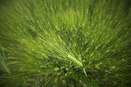 小麦季节收成蓝色食物种子植物草地土地环境面包图片