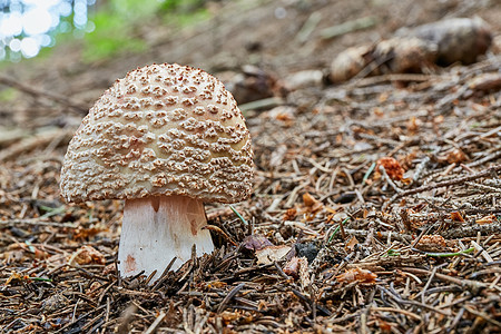 自然环境中的Amanita红外线菌类美食植物季节荒野叶子腮红烹饪苔藓森林图片