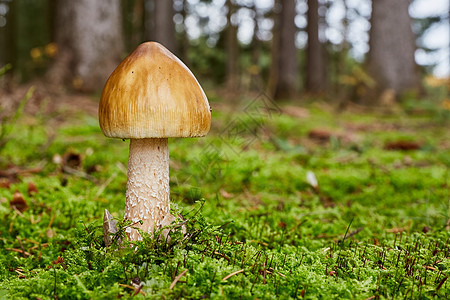 自然环境中的照片饮食美食苔藓食物森林荒野季节药品植物学图片