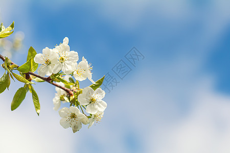 带白樱花的春背景艺术太阳边界植物自然季节假期天气果园母亲阳光图片