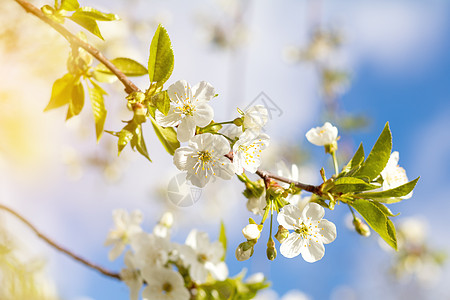 带白樱花的春背景艺术天气边界脆弱性太阳季节花朵场景植物自然果园图片