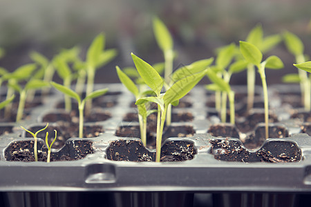 辣椒幼苗移植增加国家宏观植物种子生长植被绿色植物蔬菜农业土壤图片