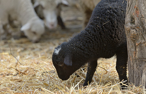 农场上新生的羊羔动物稻草羊肉婴儿说谎农业季节羊毛青年农村图片
