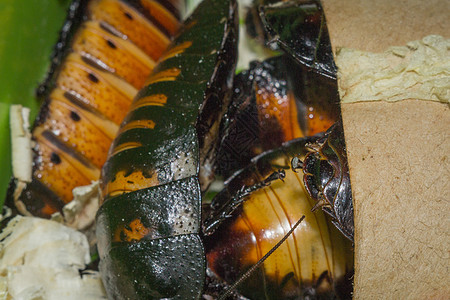 蟑螂近端宏布拉塔野生动物食物热带厨房红色棕色控制害虫生活图片