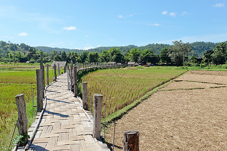 祖东派竹桥田园国家文化土地结构传统季节植物面包小麦图片